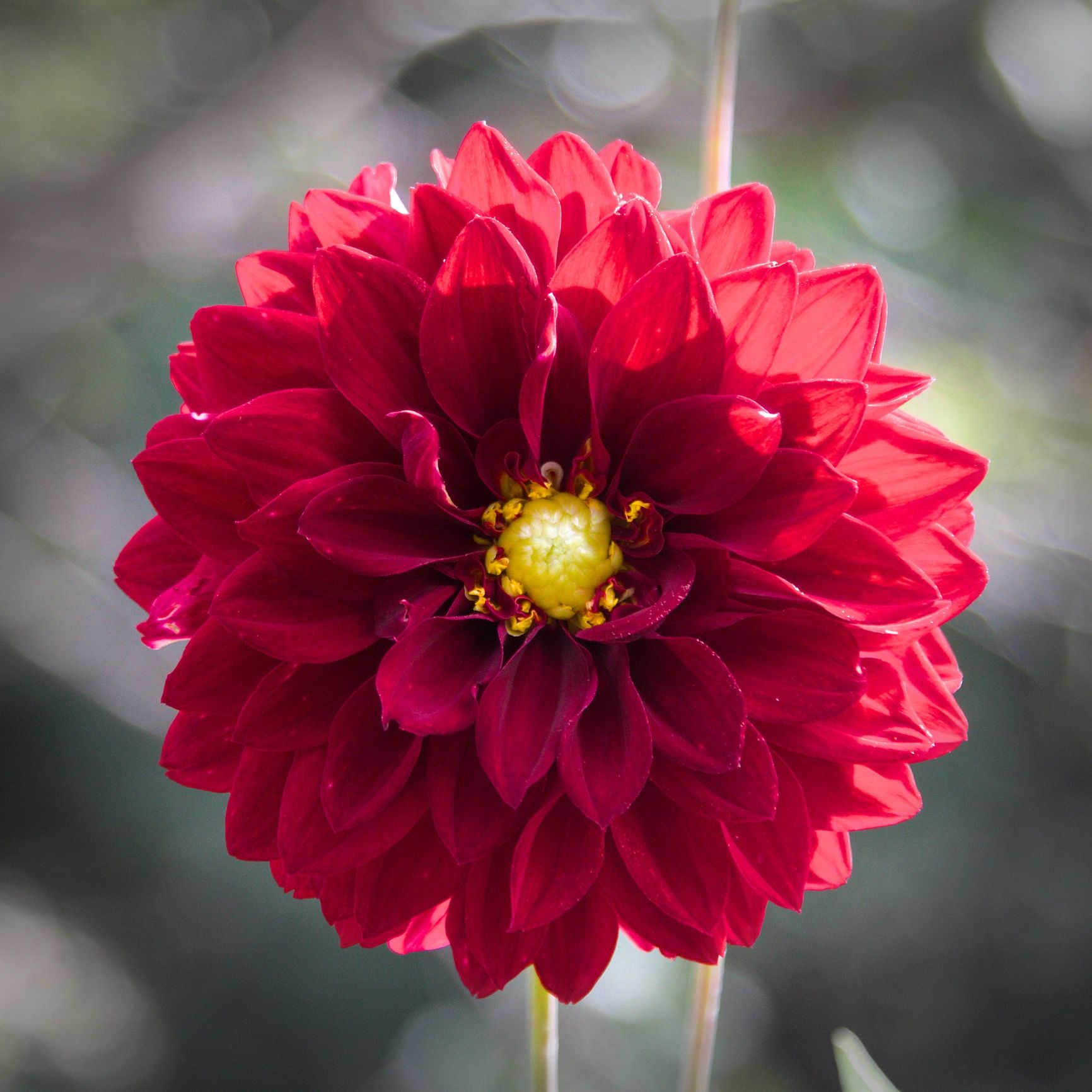 Deep red dahlia in dramatic light
